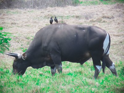 Banteng jawa jigsaw puzzle