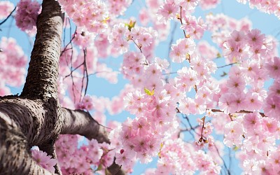 Cherry tree jigsaw puzzle