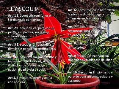 Ley Scout