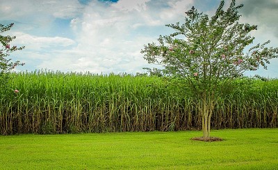 PlantaÃ§Ã£o de cana-de-aÃ§Ãºcar