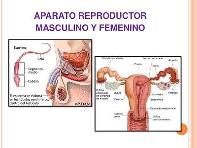 Ã“rganos Reproductores