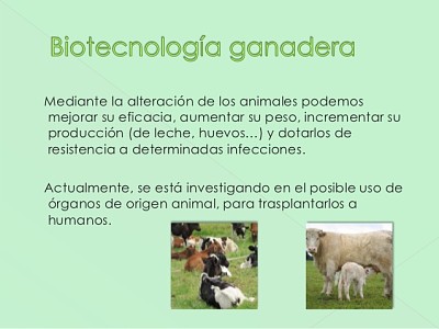 פאזל של BiotecnologÃ­a en la ganaderÃ­a