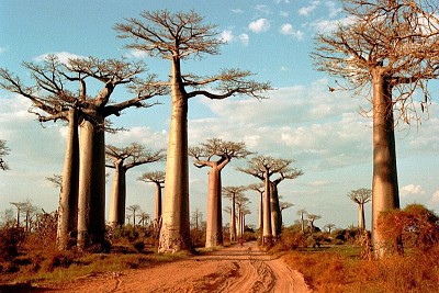 Baobabs