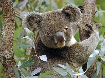 פאזל של koala