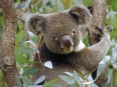 koala jigsaw puzzle