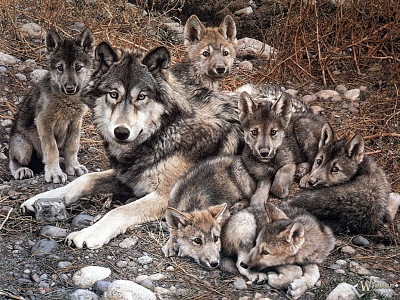 loups jigsaw puzzle