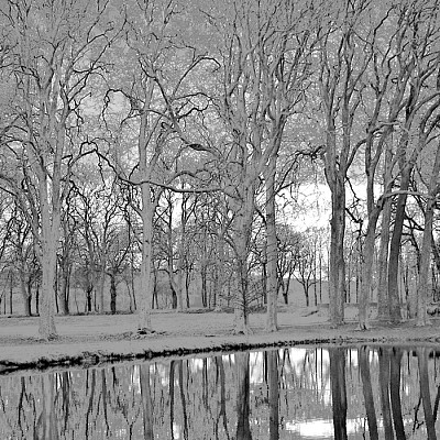 arbres gelÃ©s