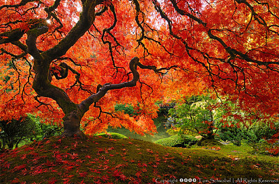 automne majestueux