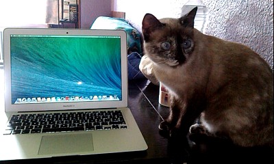 Gata informÃ¡tica