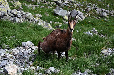 Camoscio del tatra