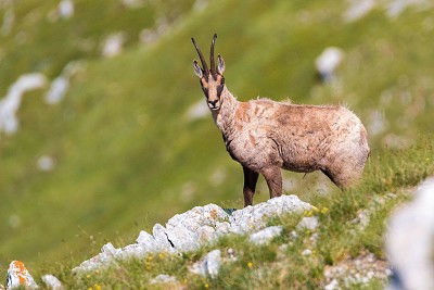 Camoscio sul marsicano