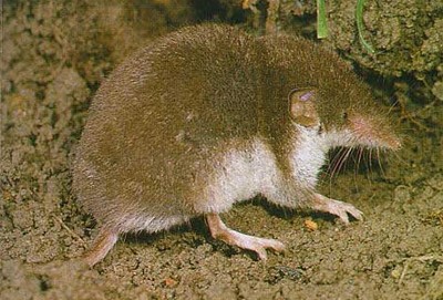 Crocidura ventre bianco