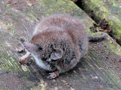 פאזל של Crocidura russula