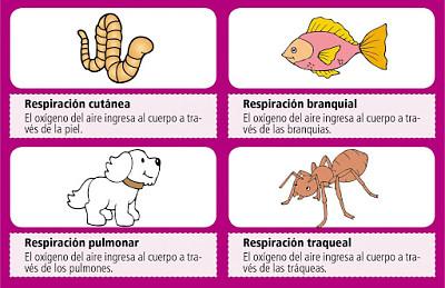 RespiraciÃ³n en los animales jigsaw puzzle