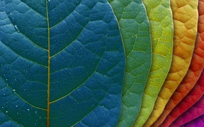 Colourfull leaves