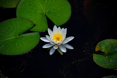 Lonely waterlily