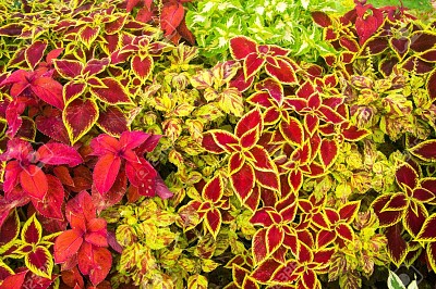 Colourfull plants