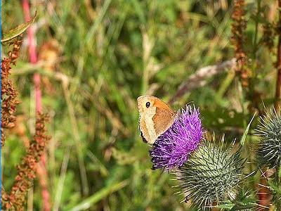 Meadow Brown jigsaw puzzle