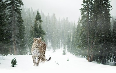 LEOPARDO EN LA NIEVE