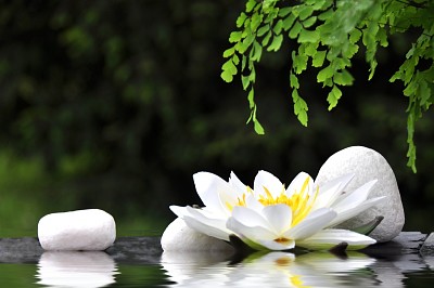 White stones and waterlily