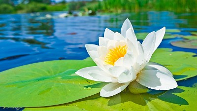 Water lily jigsaw puzzle