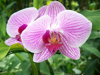 פאזל של Orquí­dea tricolor