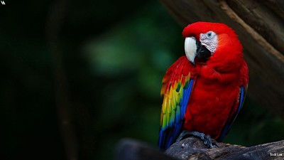 Guacamayo rojo jigsaw puzzle