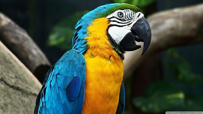 Guacamayo amarillo jigsaw puzzle