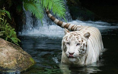 White tiger and waterfall
