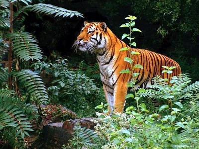 Tiger in jungle jigsaw puzzle