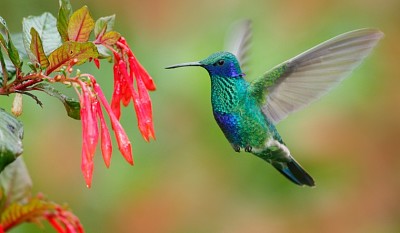 Hummingbird feeding