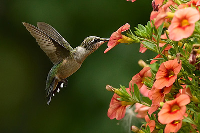 Hummingbird and flowers