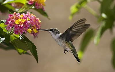 Flying feeding hummingbird