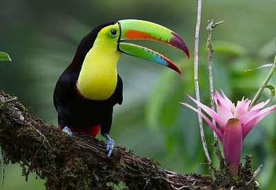 Tucano and flower