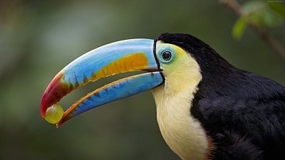 Colourfull tucano