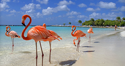 Flamingos beach jigsaw puzzle