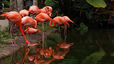 פאזל של Flamingos park