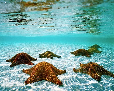 Tropical starfishes