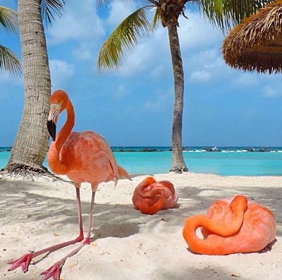 Tropical flamingos