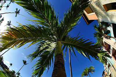 Front yard palm