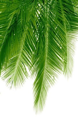 Palm leaves