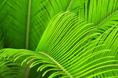Young palm leaves