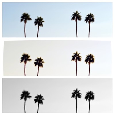 Palm trees on filters