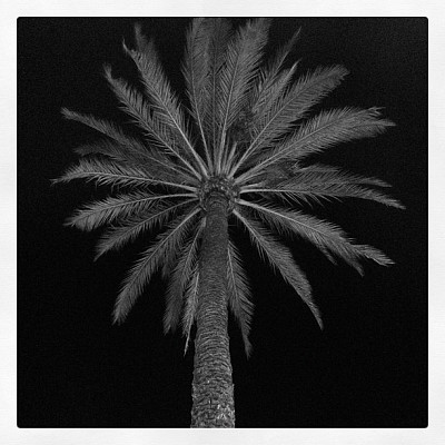 Black and white palm tree