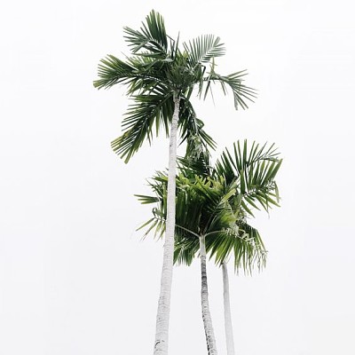 Cloudy sky and palm trees