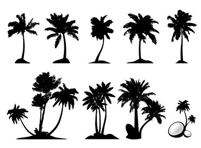 Tipos de palmeras