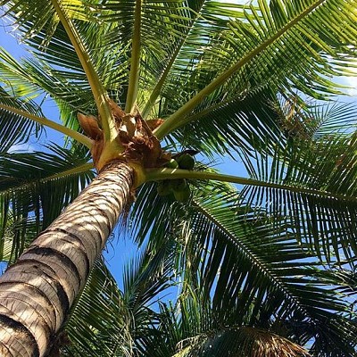 Palmera desde abajo