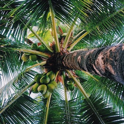 Palm tree with coconuts jigsaw puzzle