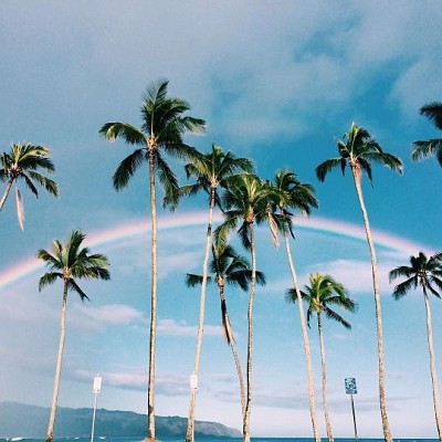 Rainbow and street palm trees