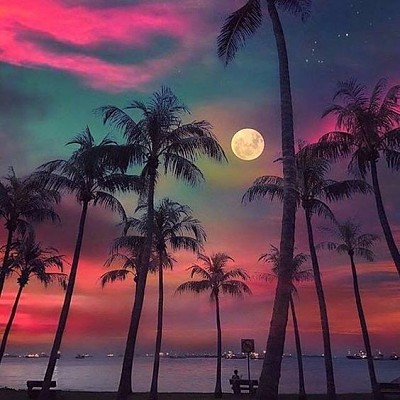 Full moon and palm trees